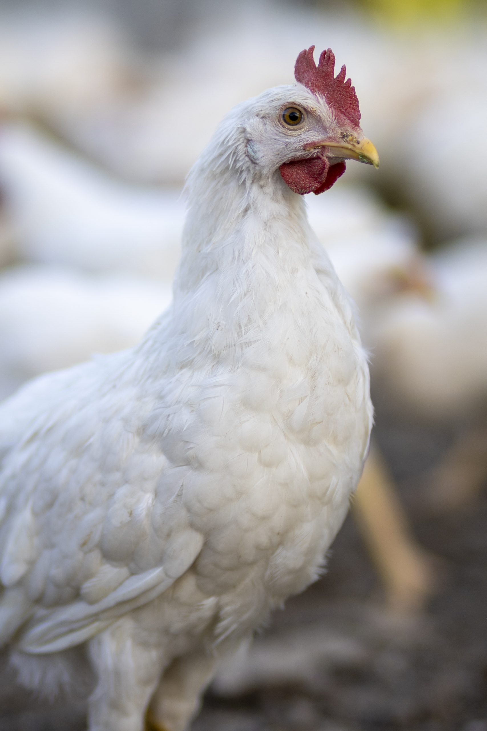 White chickens in a fence blurred background