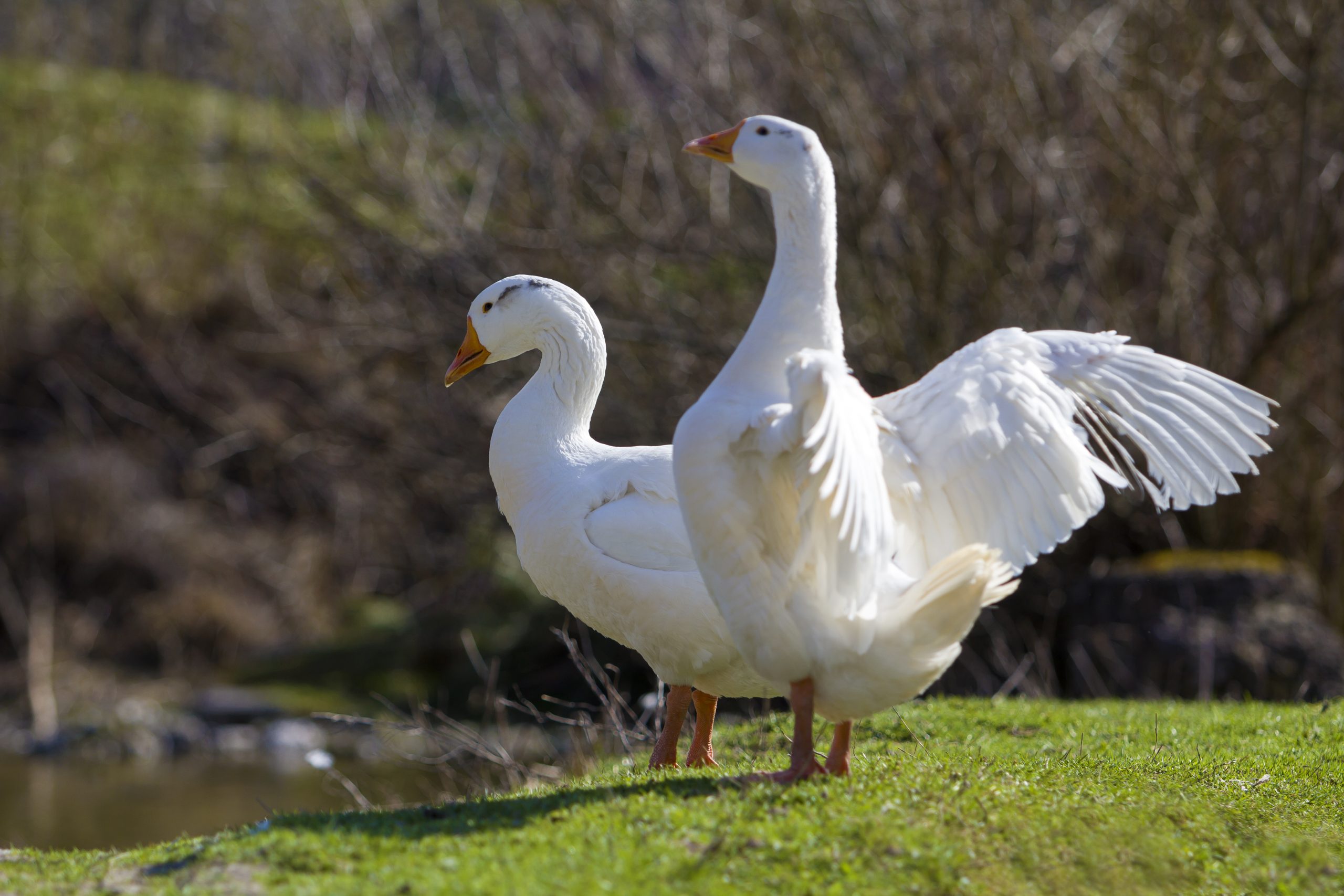 Two white big geese peacefully standing together in green grassy